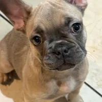 Lil Man, a male French Bulldog for sale in Orlando, FL – 1 of 2