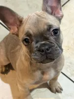 Lil Man, a male French Bulldog for sale in Orlando, FL – Photo 1 of 2