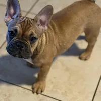 JR, a male French Bulldog for sale in Orlando, FL – 1 of 1
