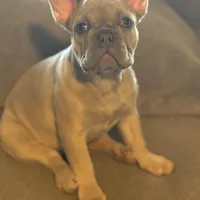 Mercedes, a female French Bulldog for sale in Orlando, FL – 1 of 3