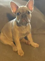 Mercedes, a female French Bulldog for sale in Orlando, FL – Photo 1 of 3