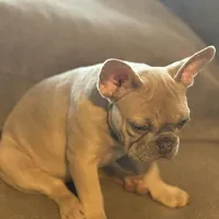 Mercedes, a female French Bulldog for sale in Orlando, FL – 2 of 3