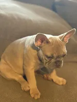 Mercedes, a female French Bulldog for sale in Orlando, FL – Photo 2 of 3