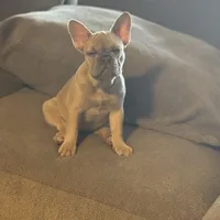 Mercedes, a female French Bulldog for sale in Orlando, FL – 3 of 3