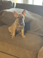 Mercedes, a female French Bulldog for sale in Orlando, FL – Photo 3 of 3