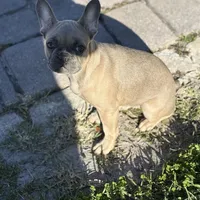 Twin, a female French Bulldog for sale in Orlando, FL – 3 of 6