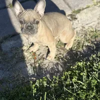 Twin, a female French Bulldog for sale in Orlando, FL – 2 of 6