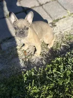 Twin, a female French Bulldog for sale in Orlando, FL – Photo 2 of 6