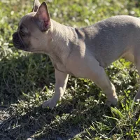 Twin, a female French Bulldog for sale in Orlando, FL – 5 of 6