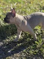 Twin, a female French Bulldog for sale in Orlando, FL – Photo 5 of 6