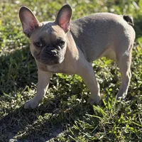 Twin, a female French Bulldog for sale in Orlando, FL – 6 of 6
