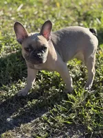 Twin, a female French Bulldog for sale in Orlando, FL – Photo 6 of 6