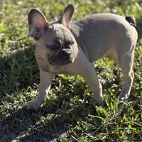 Twin, a female French Bulldog for sale in Orlando, FL – 4 of 6