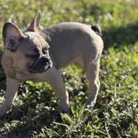 Twin, a female French Bulldog for sale in Orlando, FL – 1 of 6