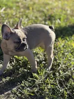 Twin, a female French Bulldog for sale in Orlando, FL – Photo 1 of 6