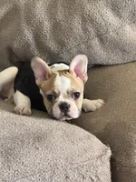 Star, a female French Bulldog for sale in Orlando, FL – 2 of 4