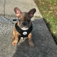 Hemi, a male French Bulldog for sale in Orlando, FL – 2 of 2
