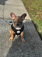 Hemi, a male French Bulldog for sale in Orlando, FL – Photo 2 of 2