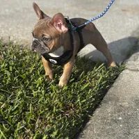 Hemi, a male French Bulldog for sale in Orlando, FL – 1 of 2