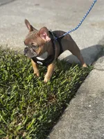 Hemi, a male French Bulldog for sale in Orlando, FL – Photo 1 of 2