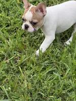 Star, a female French Bulldog for sale in Orlando, FL – 4 of 4