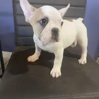 Coka, a male French Bulldog for sale in Orlando, FL – 1 of 3