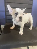 Coka, a male French Bulldog for sale in Orlando, FL – Photo 1 of 3