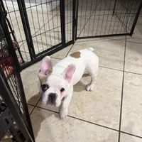 Coka, a male French Bulldog for sale in Orlando, FL – 3 of 3