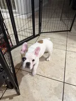 Coka, a male French Bulldog for sale in Orlando, FL – Photo 3 of 3