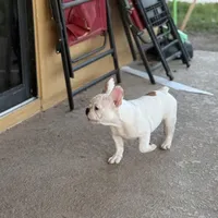 Coka, a male French Bulldog for sale in Orlando, FL – 2 of 3