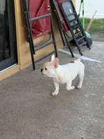 Coka, a male French Bulldog for sale in Orlando, FL – Photo 2 of 3