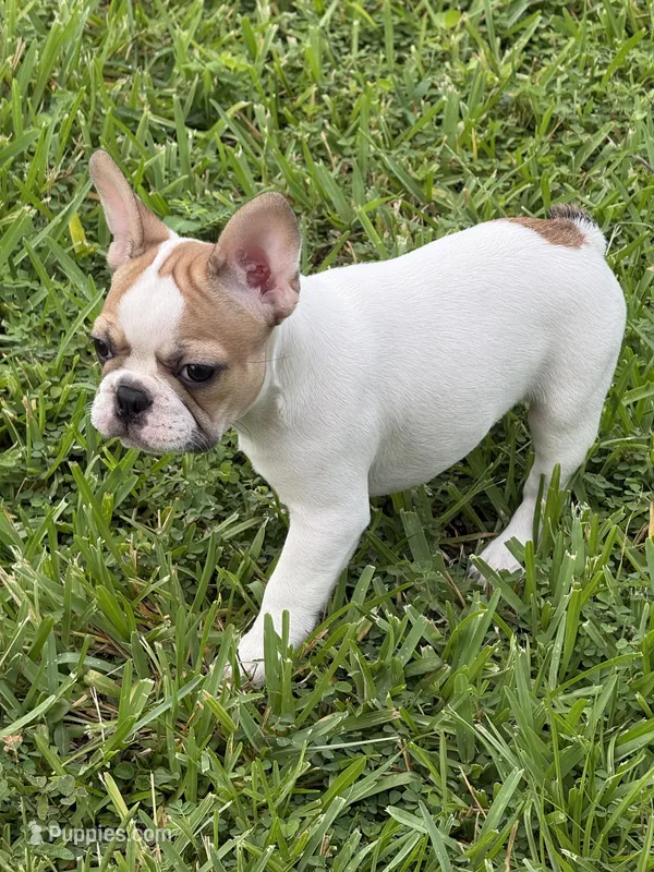 Star – French Bulldog puppy for sale in Orlando, FL