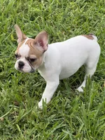 Star, a female French Bulldog for sale in Orlando, FL – 1 of 4