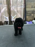 Buster, a male Poodle - Miniature  for sale in Swansea, IL – 7 of 9