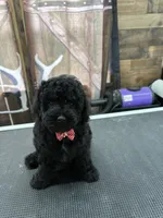 Buster, a male Poodle - Miniature  for sale in Swansea, IL – 9 of 9
