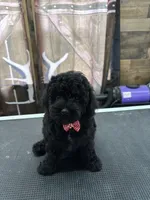 Buster, a male Poodle - Miniature  for sale in Swansea, IL – 8 of 9