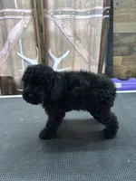 Buster, a male Poodle - Miniature  for sale in Swansea, IL – 4 of 9