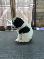 Marshall, a male Poodle - Miniature  for sale in Swansea, IL – 4 of 8