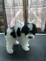 Marshall, a male Poodle - Miniature  for sale in Swansea, IL – 3 of 8