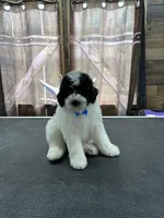 Marshall, a male Poodle - Miniature  for sale in Swansea, IL – 5 of 8