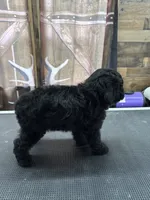 Buster, a male Poodle - Miniature  for sale in Swansea, IL – 2 of 9