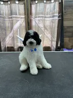 Marshall, a male Poodle - Miniature  for sale in Swansea, IL – 6 of 8