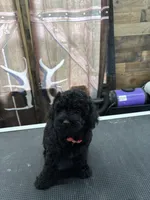 Buster, a male Poodle - Miniature  for sale in Swansea, IL – 6 of 9