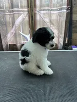 Marshall, a male Poodle - Miniature  for sale in Swansea, IL – 7 of 8