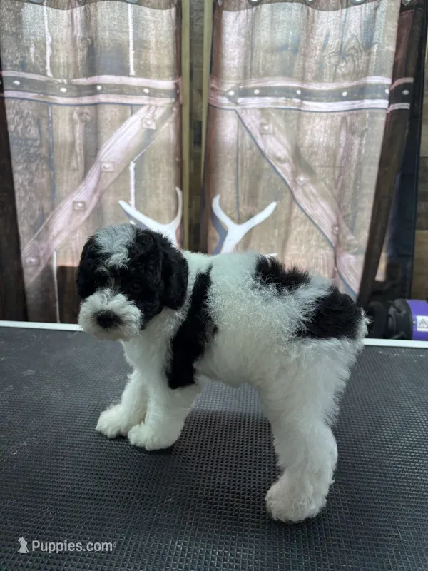 Marshall – Poodle - Miniature  puppy for sale in Swansea, IL