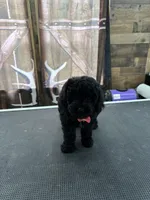 Buster, a male Poodle - Miniature  for sale in Swansea, IL – 3 of 9