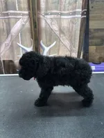 Buster, a male Poodle - Miniature  for sale in Swansea, IL – 5 of 9