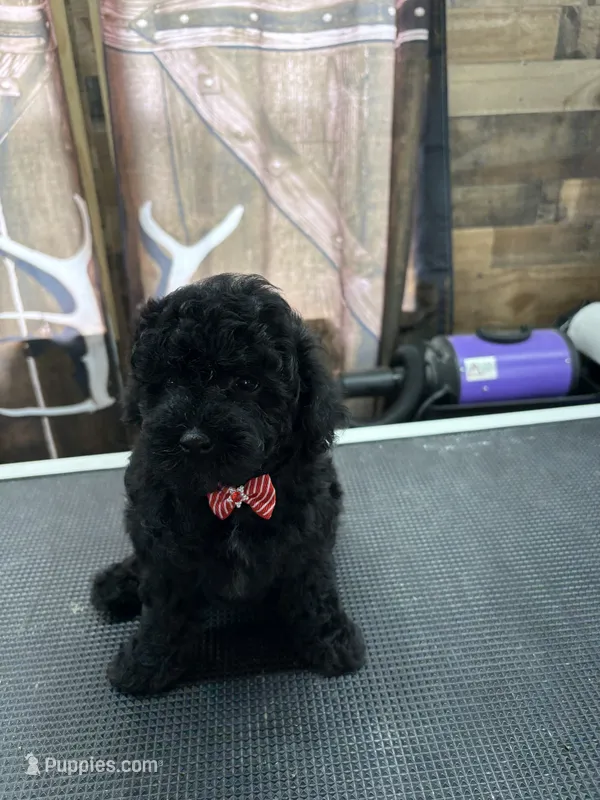 Buster – Poodle - Miniature  puppy for sale in Swansea, IL