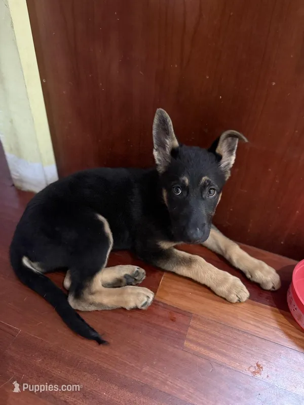 Lola – German Shepherd Dog puppy for sale in West Granby, CT