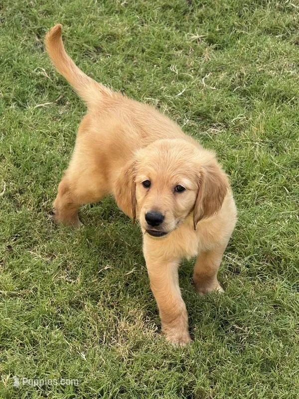 Red Collar  – Golden Retriever puppy for sale in Bridgeport, TX